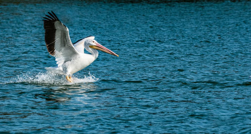 Bird flying over sea