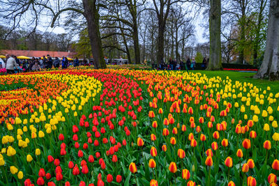 View of yellow tulips in park