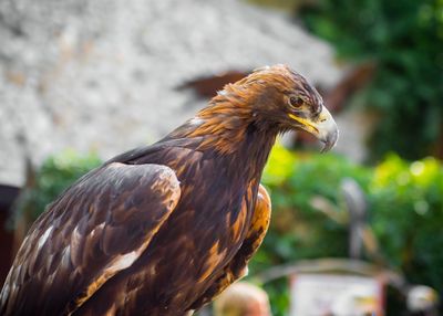 Close-up of eagle