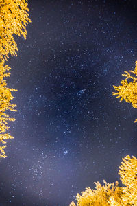 Low angle view of trees against sky at night