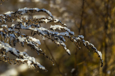 Close-up of frozen tree during winter