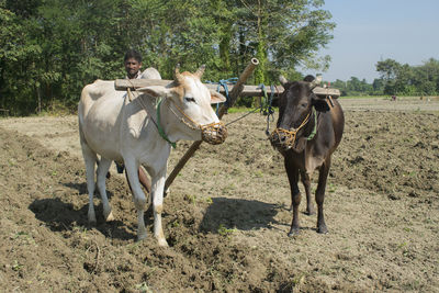 Indian farmer plaughing field with bullocks in traditional way