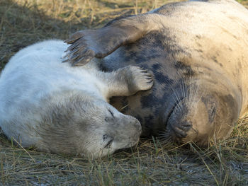 Close-up of sheep sleeping on field