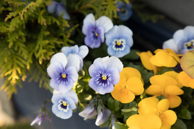 Close-up of purple flowering plants