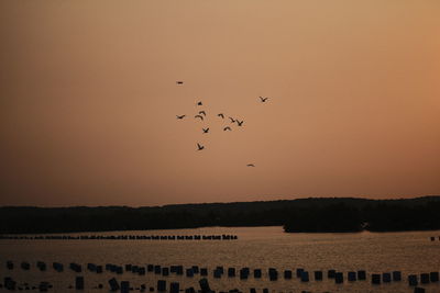 View of birds flying against the sky