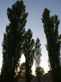 Low angle view of trees against sky