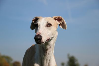 Portrait of a dog