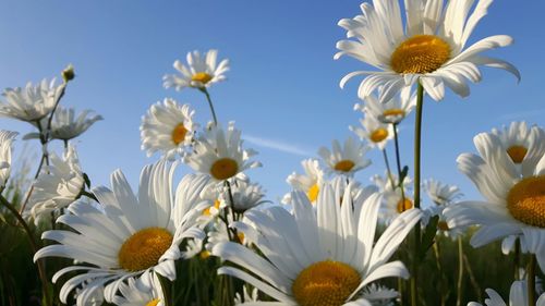 Close-up of white flowering plants against sky