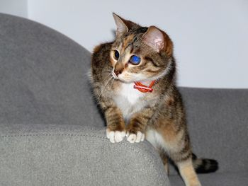 Cat sitting on floor