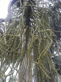 Low angle view of trees