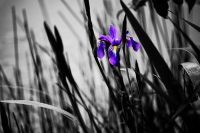 Close-up of purple flower