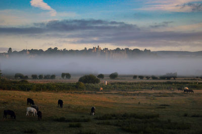 Horses in a field