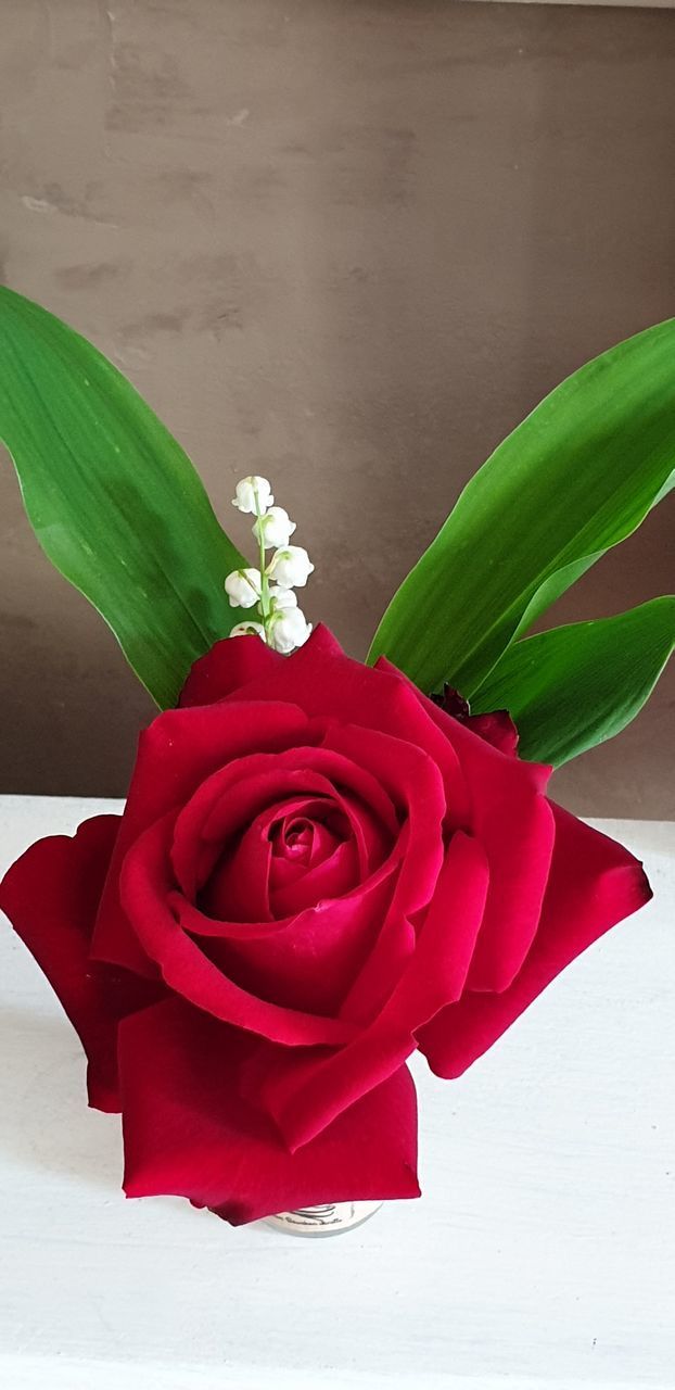 CLOSE-UP OF ROSE BOUQUET AGAINST RED ROSES