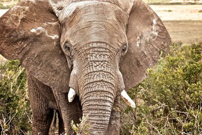 View of trees on field