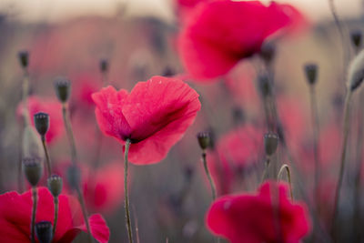 Close-up of pink flowering plants