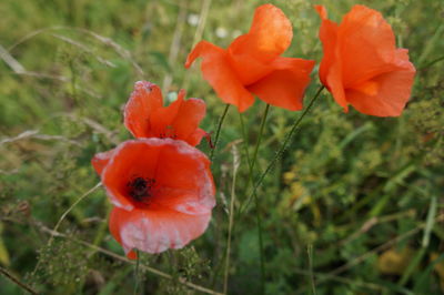 Close-up of red poppy blooming in field