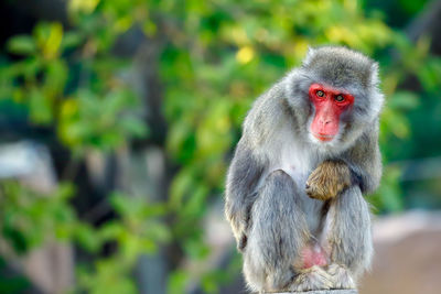 Japanese macaque looking away