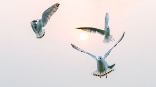 Low angle view of seagulls flying in sky