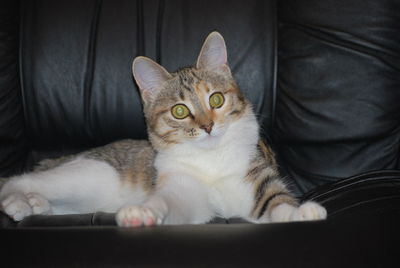 Portrait of cat relaxing on sofa