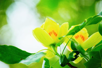 Close-up of yellow flower