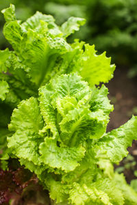 Close-up of fresh green plant