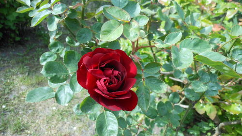 Close-up of red rose