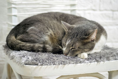 Close-up of a sleeping cat