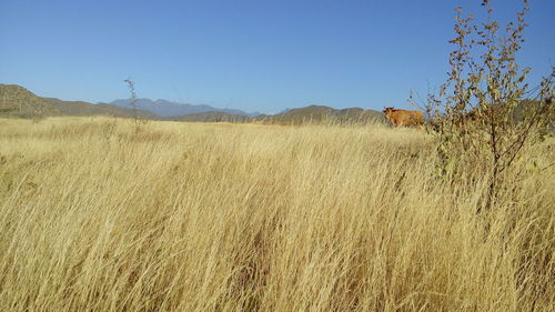 Scenic view of landscape against clear blue sky