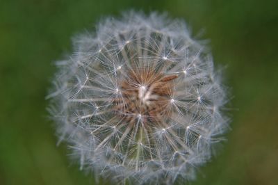Close-up of dandelion flower