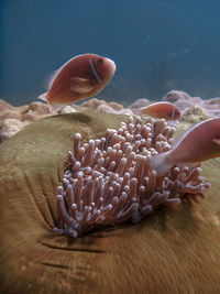 Close-up of jellyfish swimming in sea