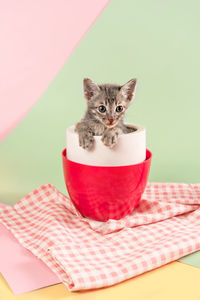 Portrait of cat sitting on red background