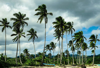 Palm trees against sky