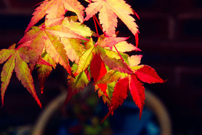 Close-up of maple leaves