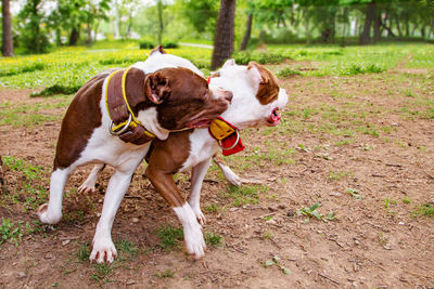 View of dog on field