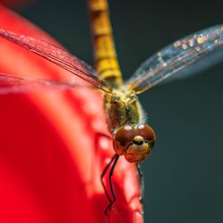 Close-up of insect