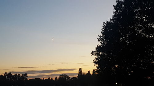 High section of silhouette trees against clear sky at sunset