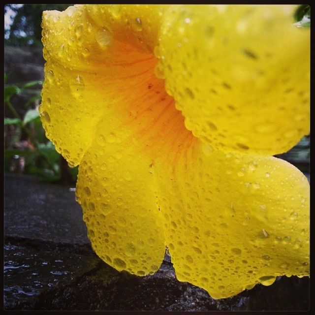 yellow, transfer print, close-up, auto post production filter, freshness, water, wet, season, focus on foreground, drop, nature, beauty in nature, natural pattern, outdoors, day, fragility, flower, no people, rain, leaf