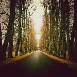 Road passing through trees