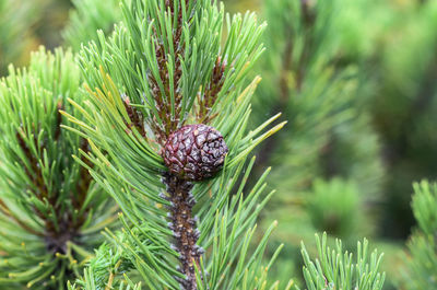 Pine cones on tree