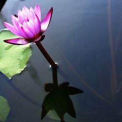 Close-up of pink lotus water lily in pond