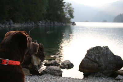 Dog standing on rock by lake