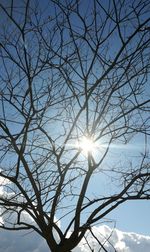 Low angle view of sunlight streaming through bare tree