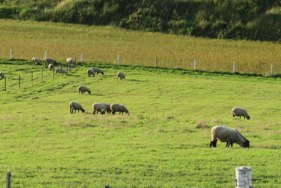 Horses grazing in a field