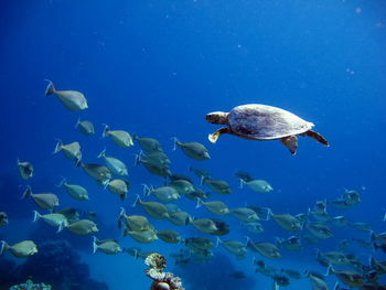 High angle view of fish swimming in sea