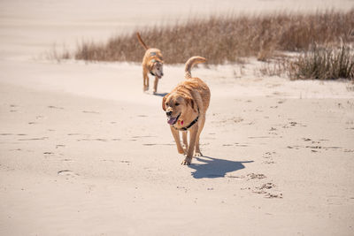 Dogs running on the beach