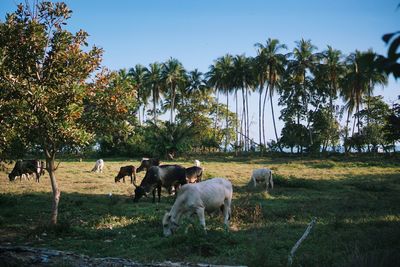 Sheep grazing on field