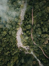 High angle view of trees in forest