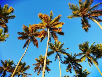 Low angle view of coconut palm tree against clear blue sky