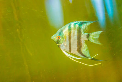 Close-up of fish swimming in sea