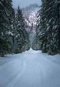 Snow covered trees against sky